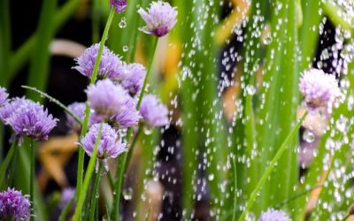 Saving Water Through Hydrozoning