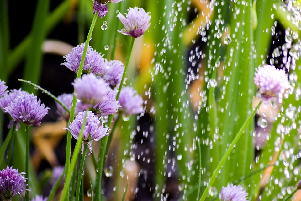 Saving Water Through Hydrozoning