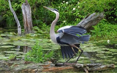 Protecting Ohio Watersheds