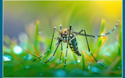 Surviving Mosquito Season